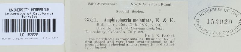 Amphisphaeria melantera image