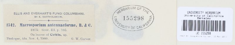 Sirosporium antenniforme image