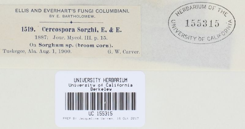 Cercospora sorghi image