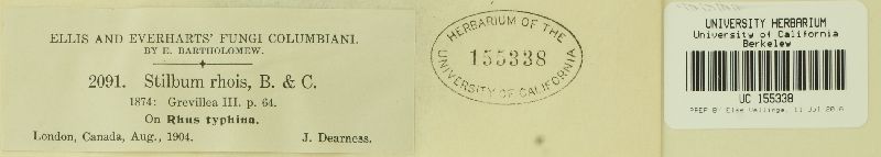 Stilbum rhois image