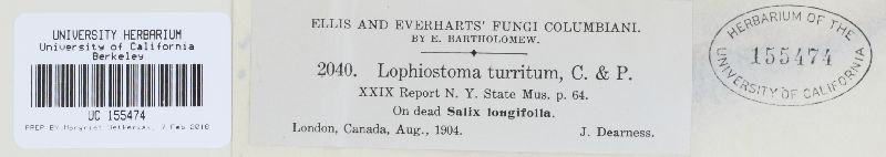 Lophiostoma turritum image