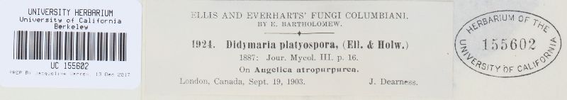 Didymaria platyspora image