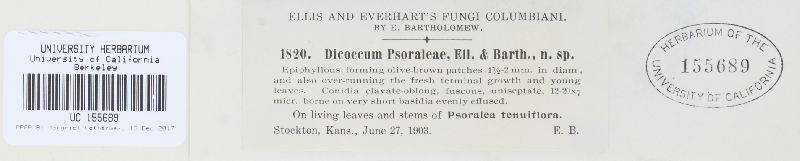 Dicoccum psoraleae image
