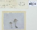 Conocybe tenera image