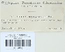 Gymnopilus sapineus image