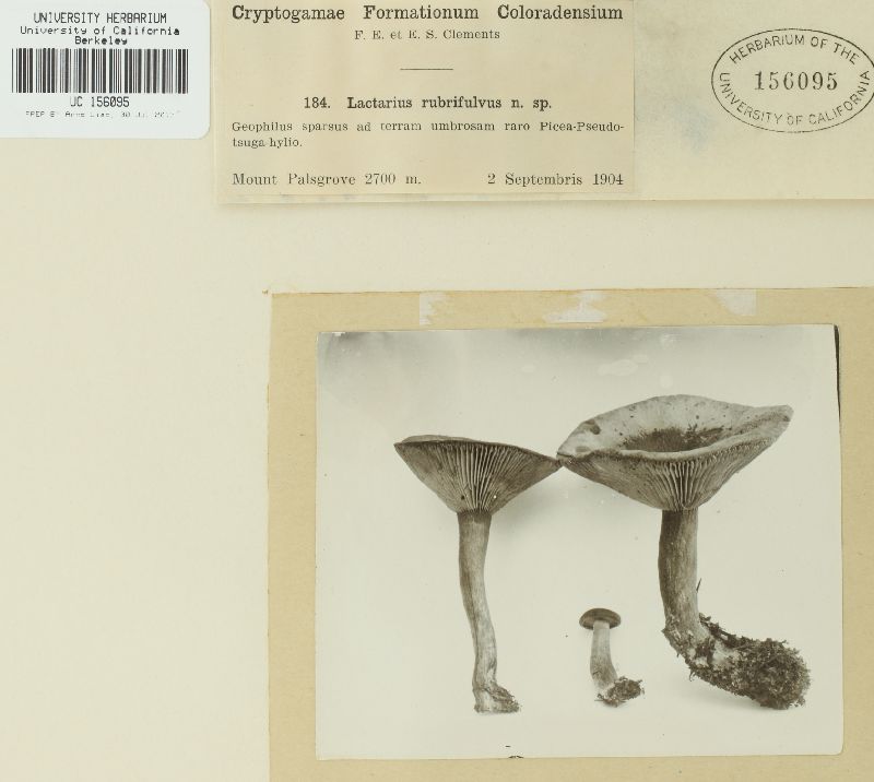 Lactarius rubrifulvus image