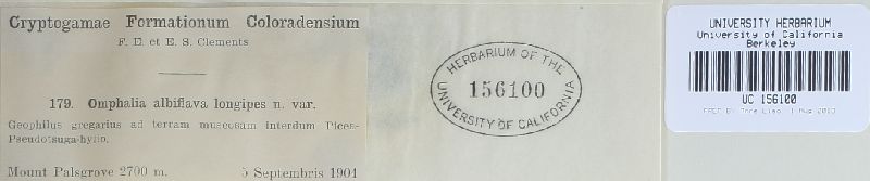 Omphalia alboflava image