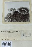 Coltricia perennis image