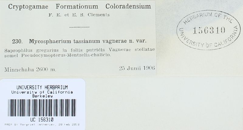 Mycosphaerella tassiana var. wagnerae image