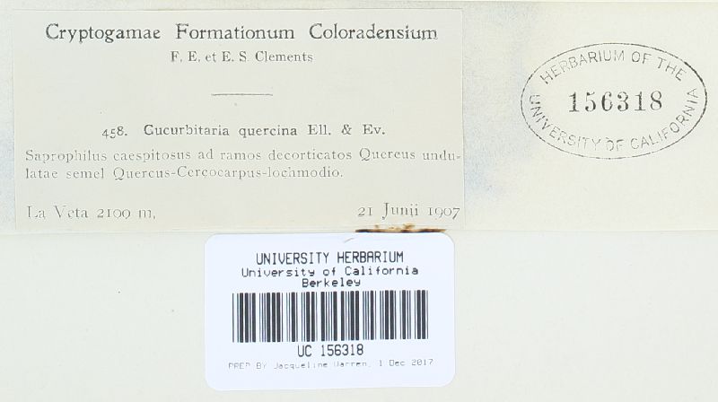 Teichospora quercina image