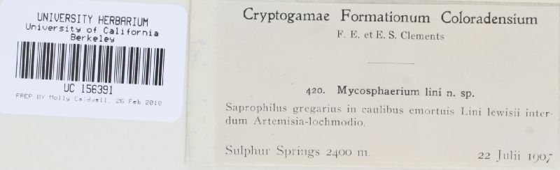 Mycosphaerella lini image