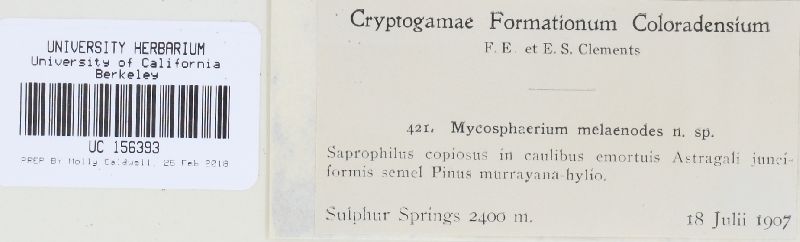 Mycosphaerella melaenodes image