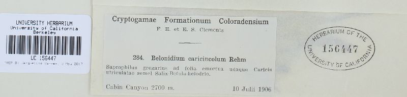 Belonidium caricincola image