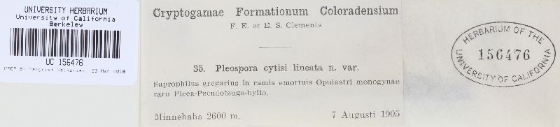 Pleospora cytisi image