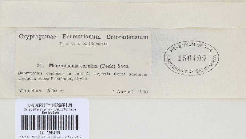 Cryptosporiopsis cornina image