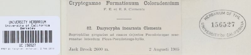 Dasyscyphus incarnatus image