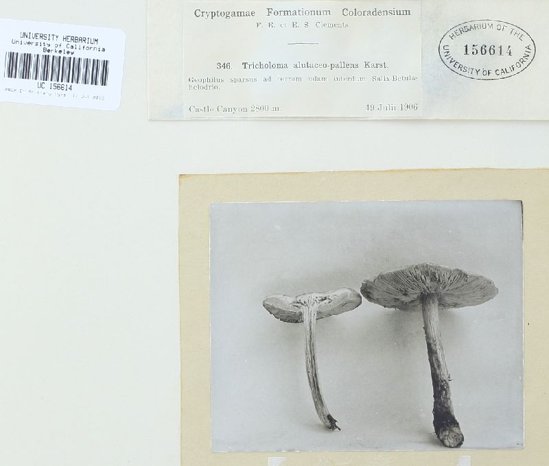 Melanoleuca alutaceopallens image