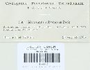 Marasmius subvenosus image