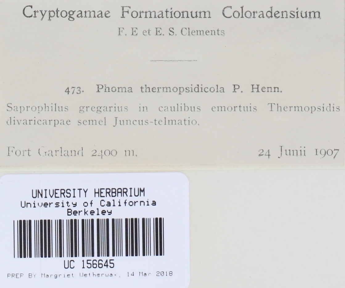 Phoma thermopsidicola image