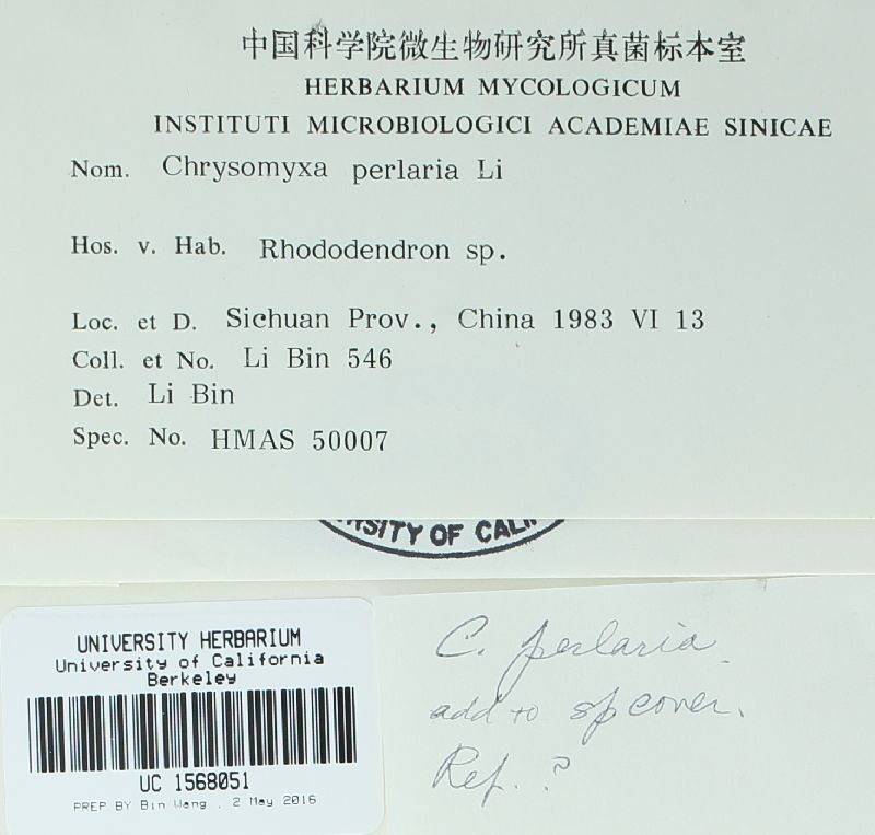 Chrysomyxa perlaria image