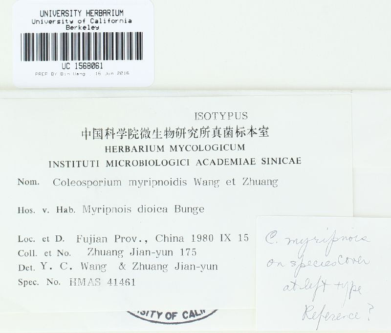 Coleosporium myripnoidis image