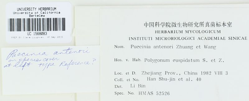 Puccinia antenori image