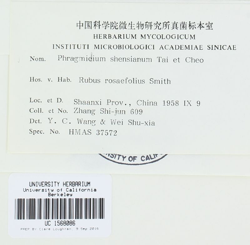 Phragmidium shensianum image