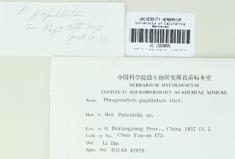 Phragmidium papillatum image