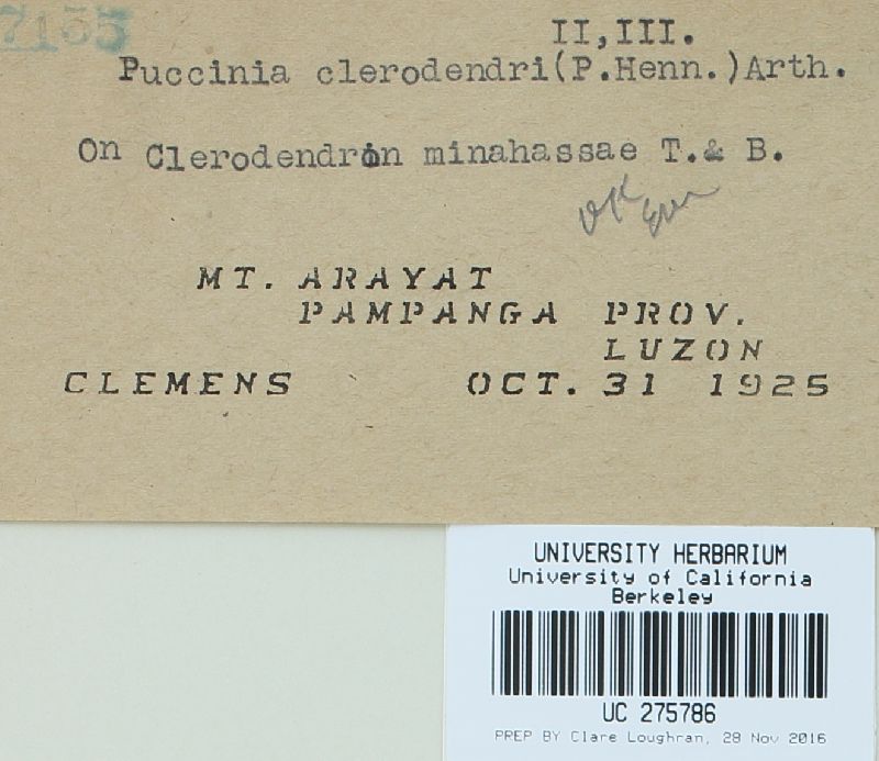 Puccinia clematidicola image