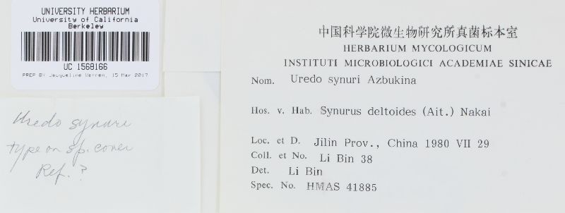 Uredo synuri image