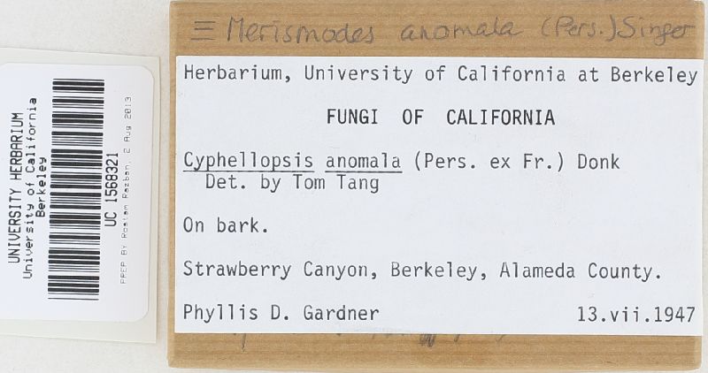 Cyphellopsis anomala image