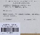 Agaricus silvicola image