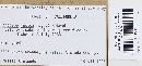 Conocybe apala image