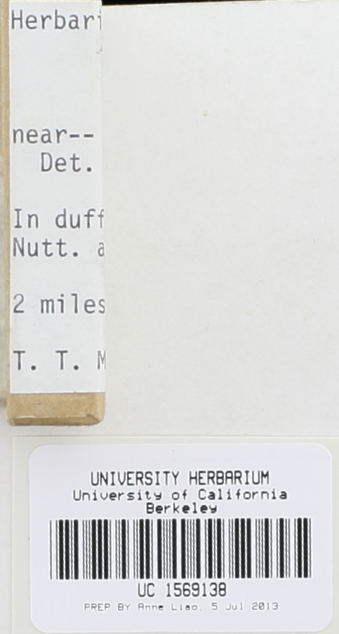 Entoloma sodale image