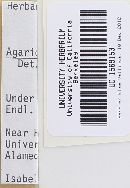 Agaricus albolutescens image