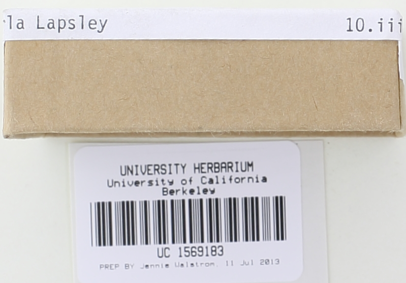 Psathyrella umbonata image