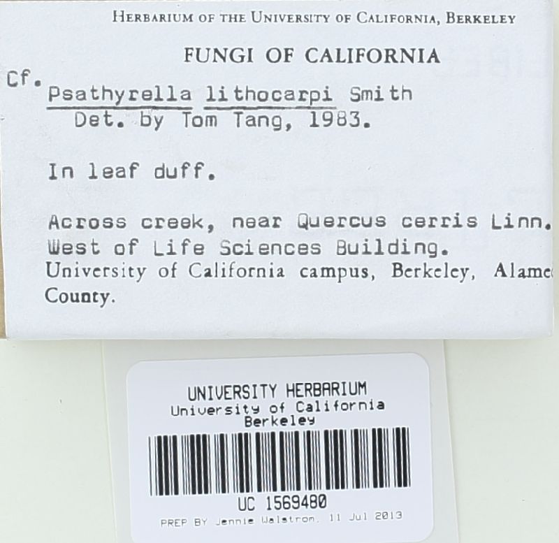 Psathyrella lithocarpi image