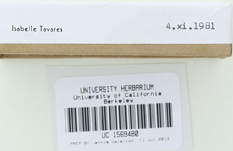 Psathyrella lithocarpi image