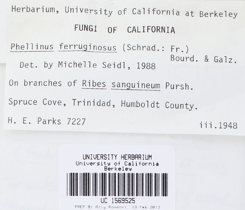 Fuscoporia ferruginosa image