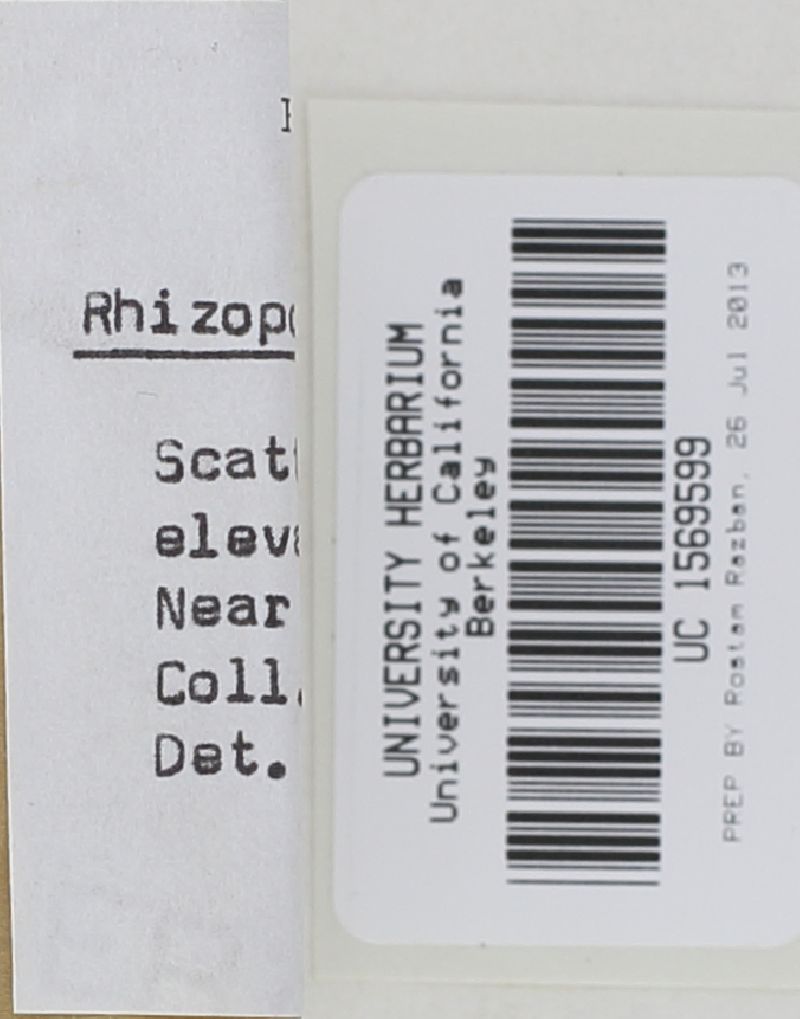 Rhizopogon evadens image