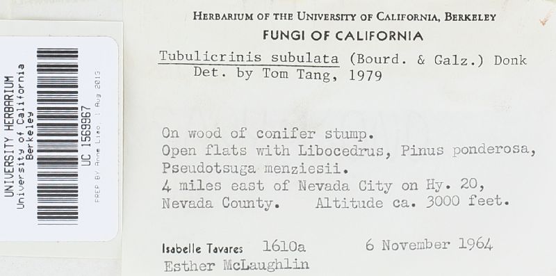Tubulicrinis subulata image