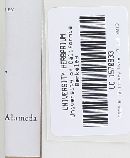 Melanoleuca alboflavida image