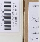 Fomitopsis cajanderi image