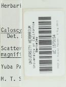 Caloscypha fulgens image