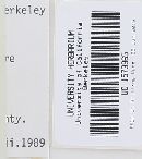Gymnopilus sapineus image