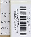 Hebeloma mesophaeum image