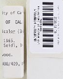Clavulinopsis laeticolor image