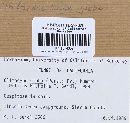 Clitocybe gibba image