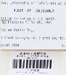 Gloeophyllum sepiarium image