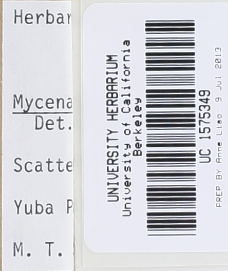Mycena nivicola image